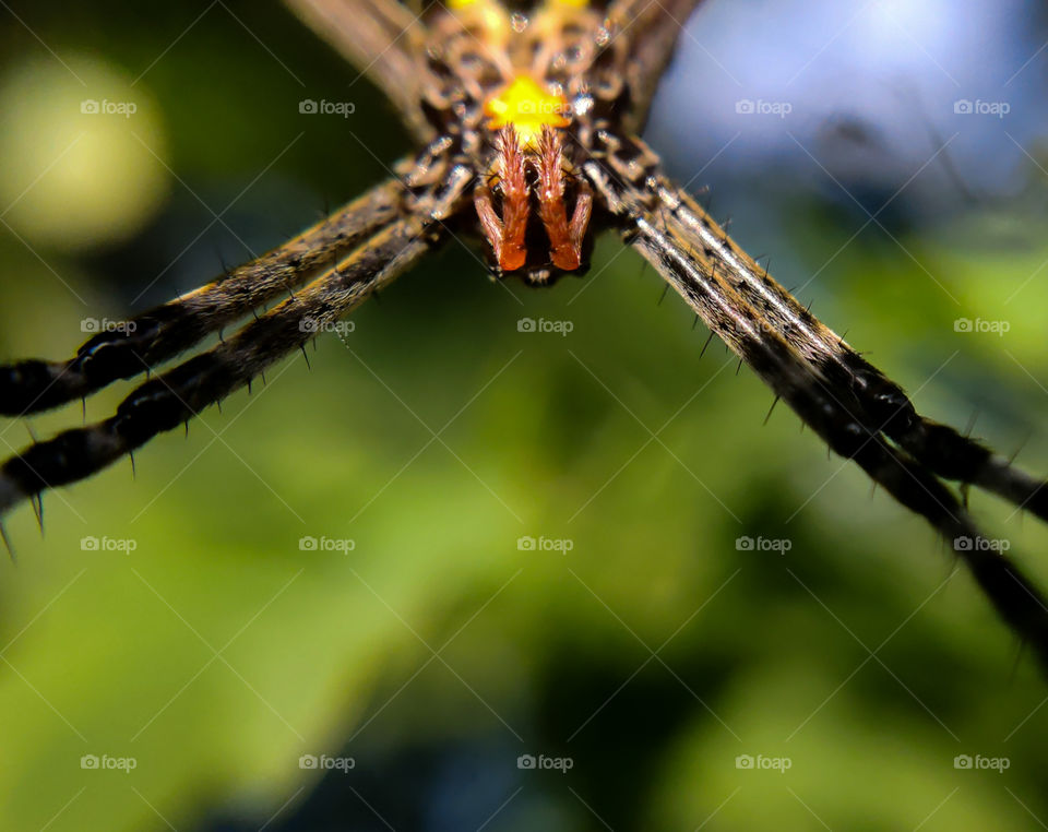 A Huntfull story of spider who is ready to breakfast... #macro