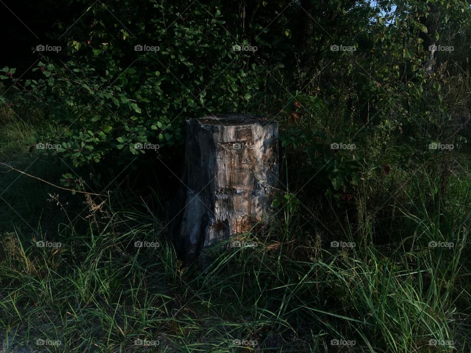 Dry wood in the forest 