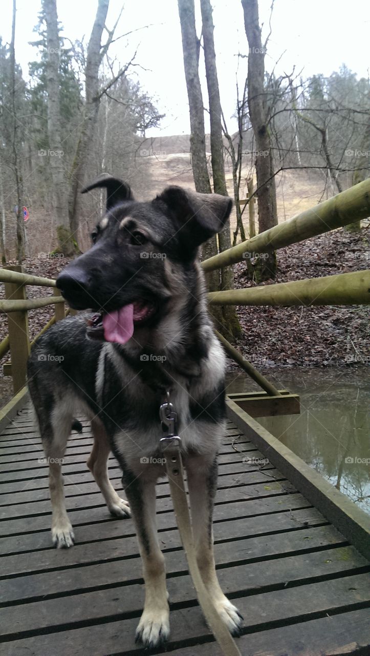 doggy dog is walking around