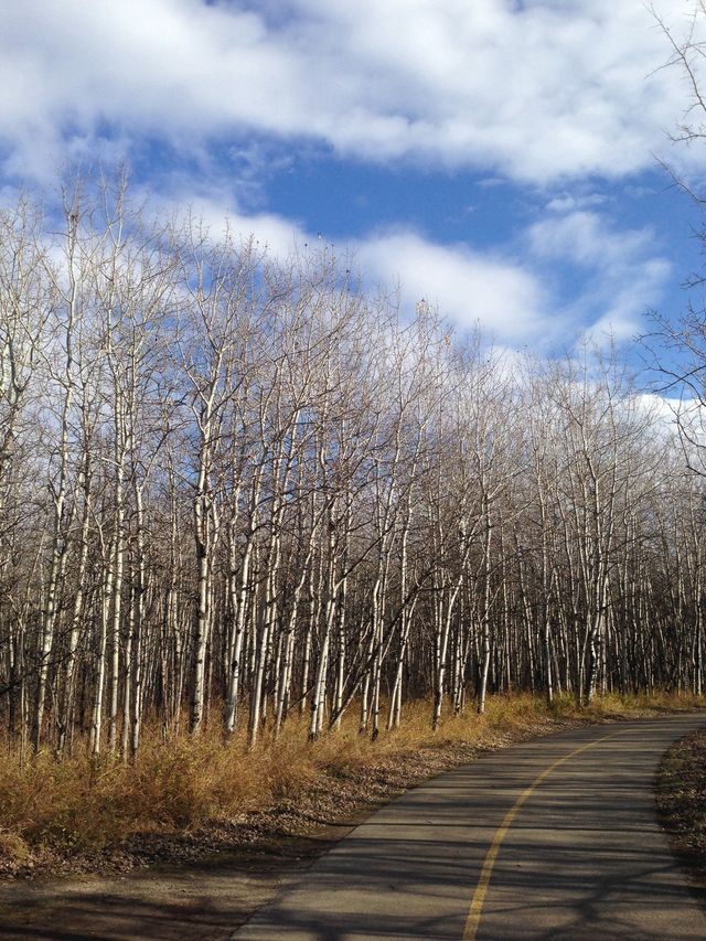 Bike Path