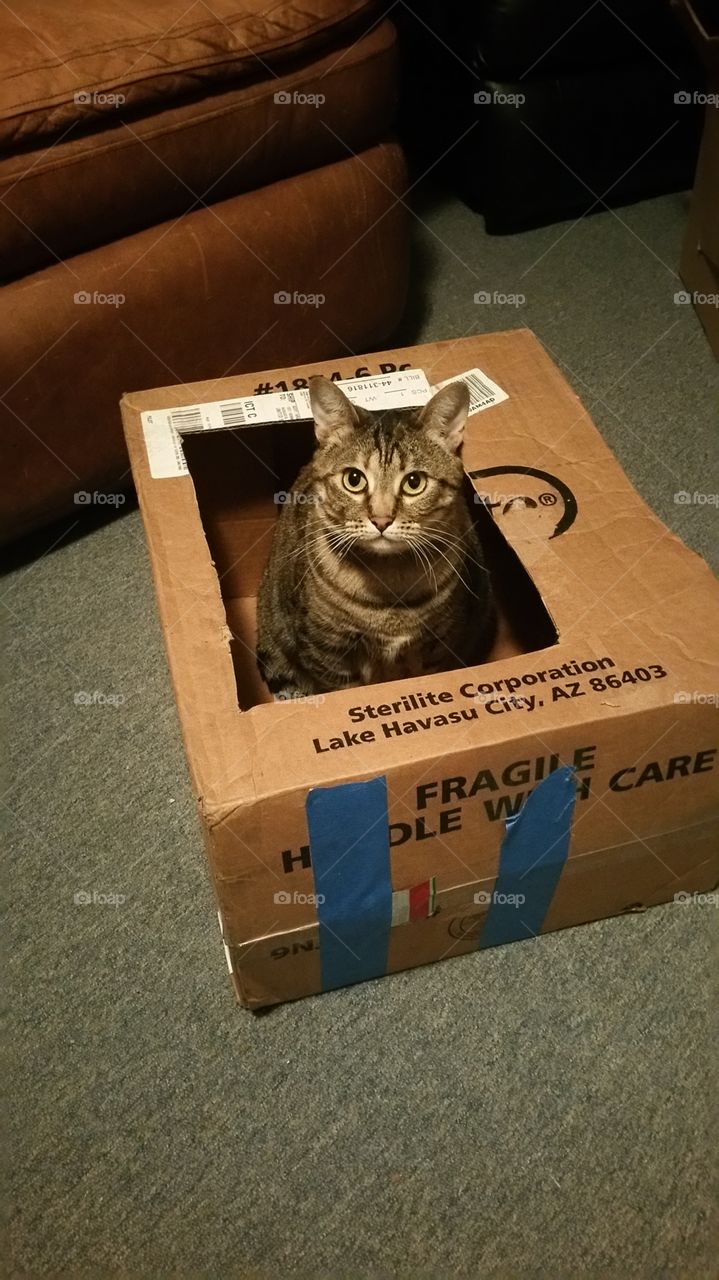 Cat in a box
