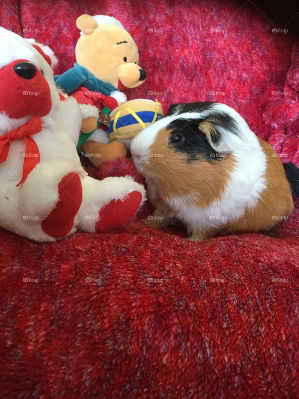 Playful guinea pig Jonathan 