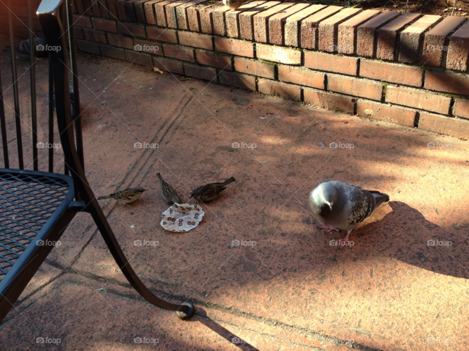 light floor pigeon feeding by michaella