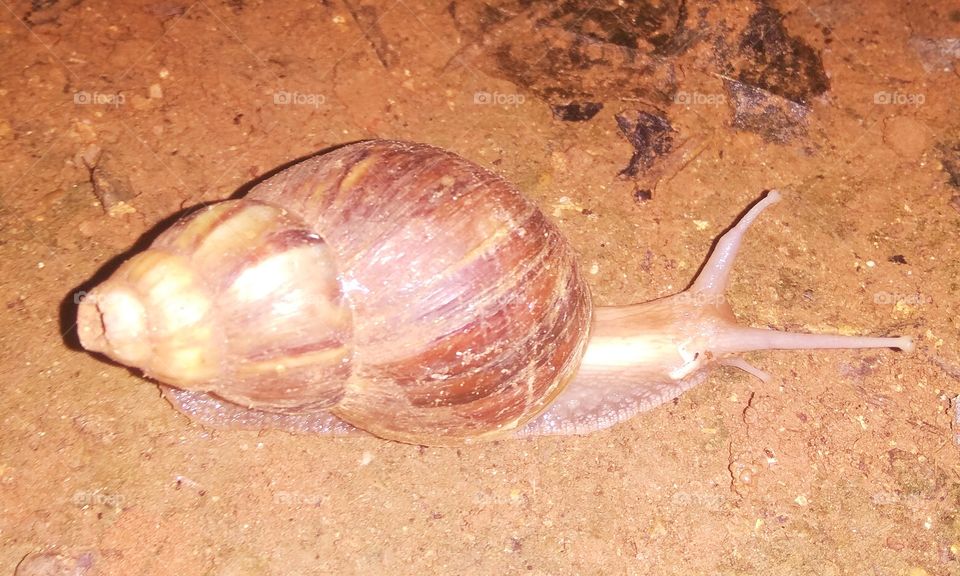 snail