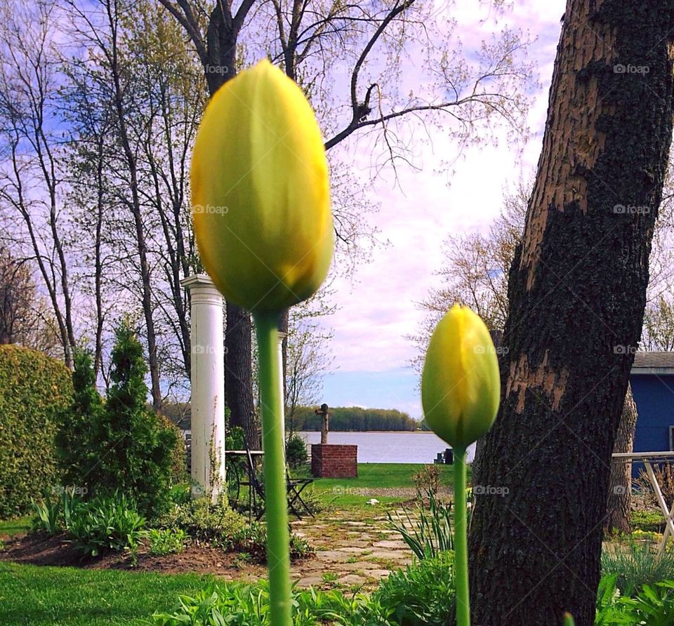 Springtime by the bay 
