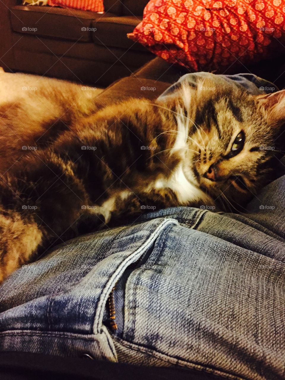 My multicolored  long haired cat curled up on my lap as I am lying down on the couch. 