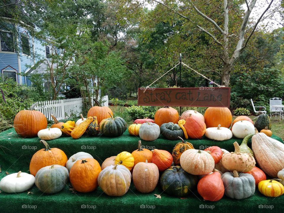 A variety of pumpkins andvgoyrds on display