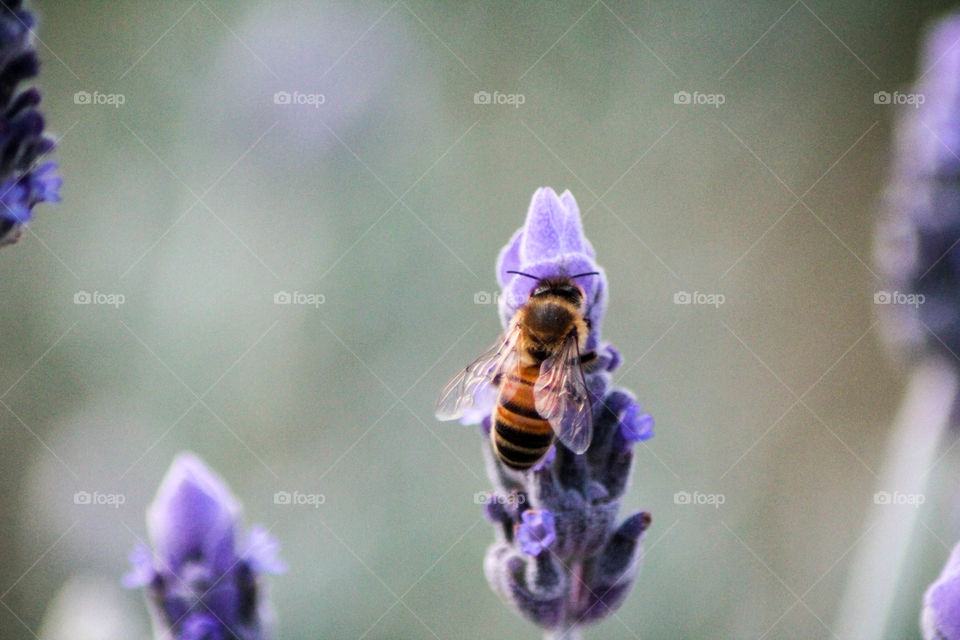 Bee up close