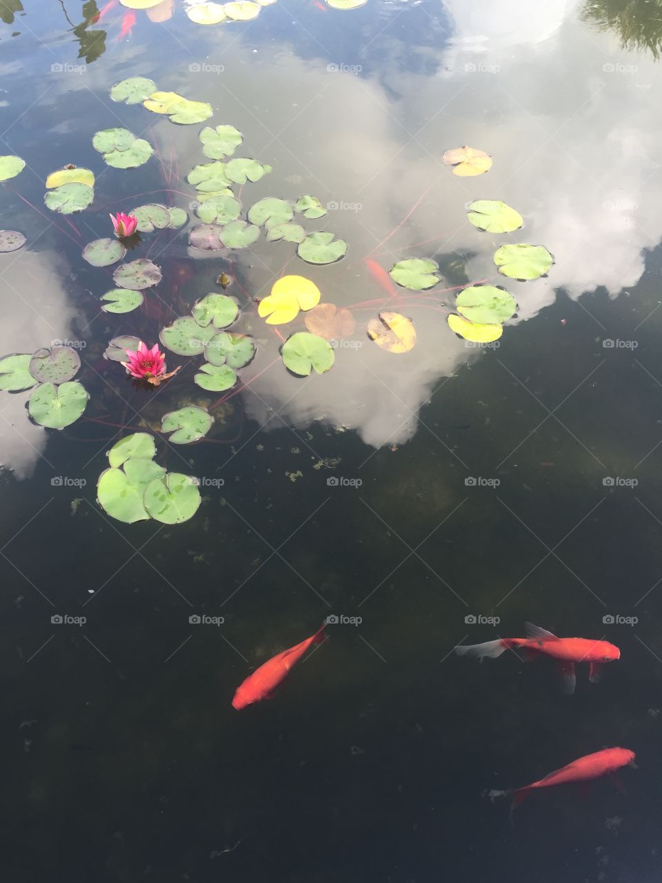 Koi fish in a pond