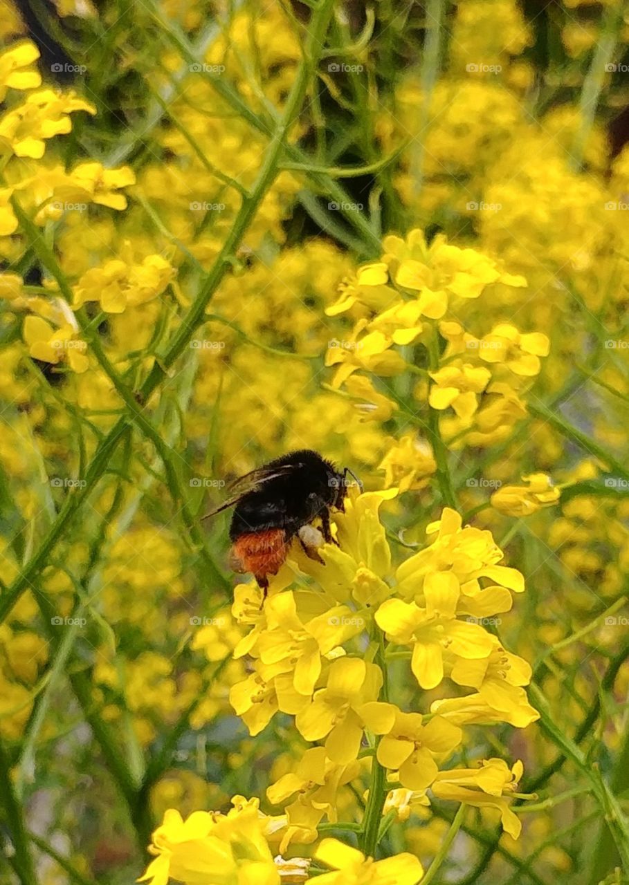 hummel bee insekt flower