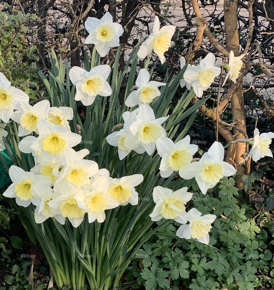 White Daffodils