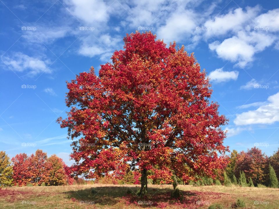 Single tree with red autumn leaves on the field with blue sky above 