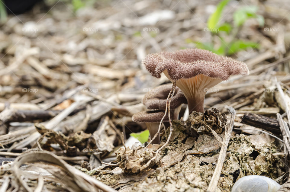 Mushrooms