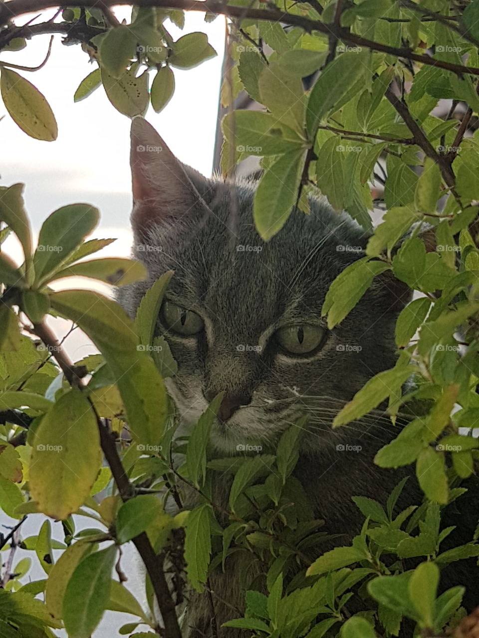 Grey cat with green eyes peering among the leaves