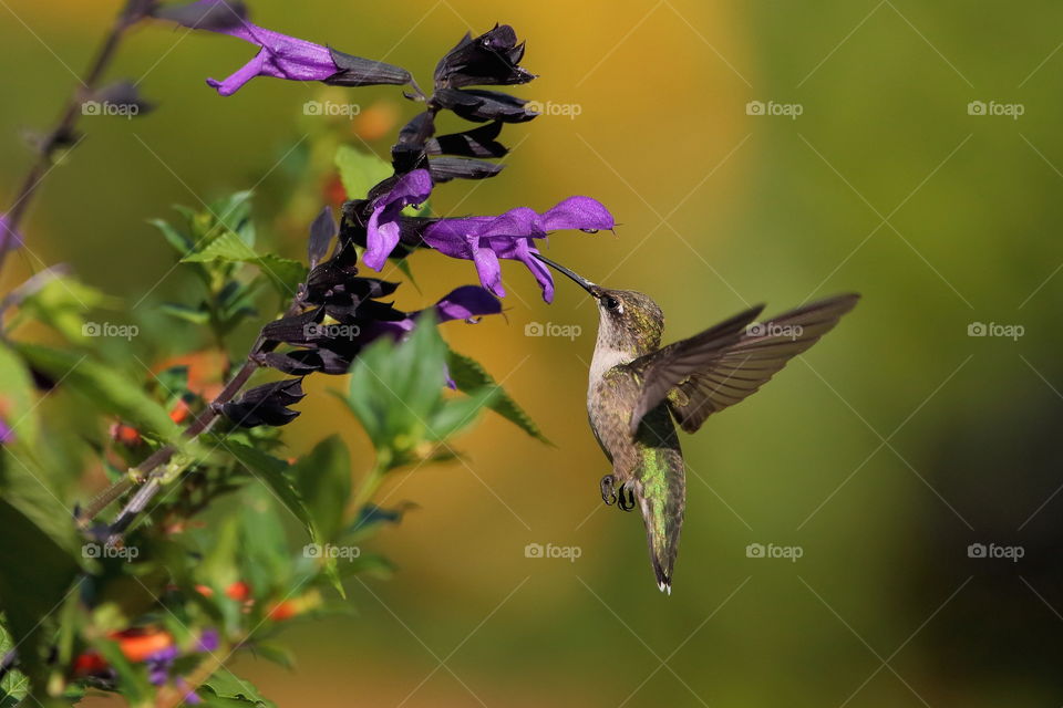 ruby-throated hummingbird