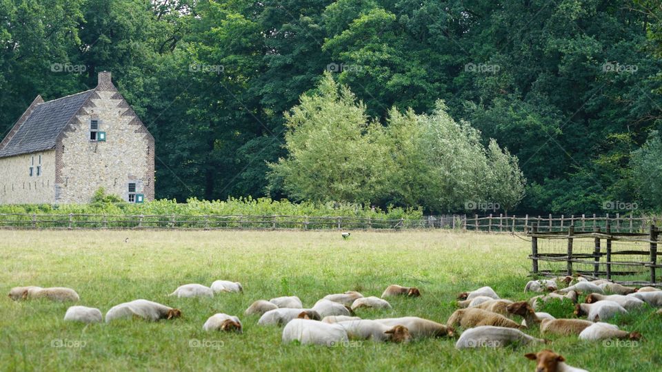 Sheeps in a field in Domain Bokrijk, Belgium.