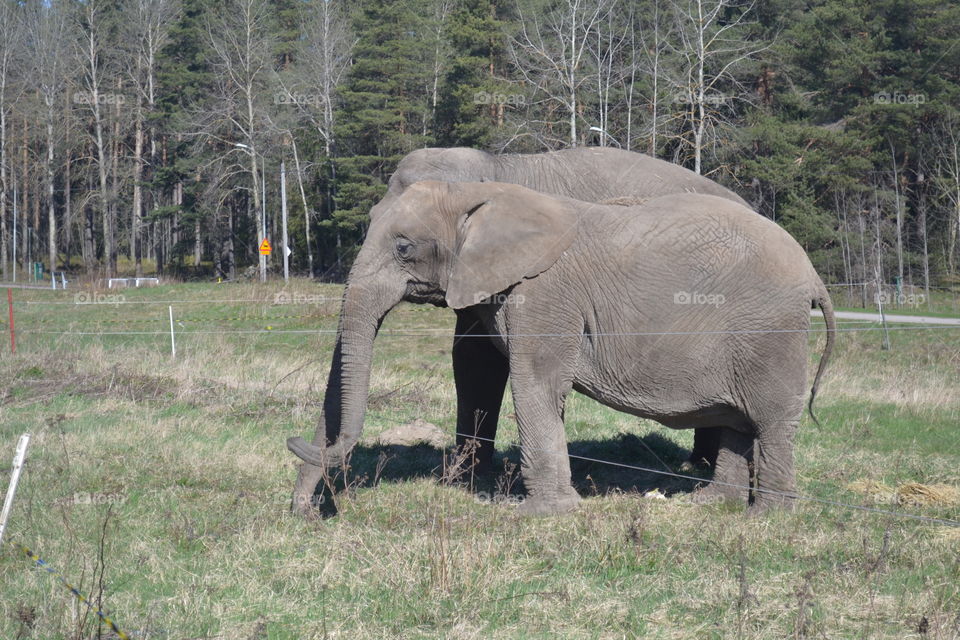 Elephants