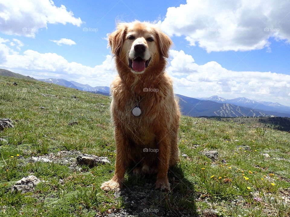 Close-up of dog sitting on grass