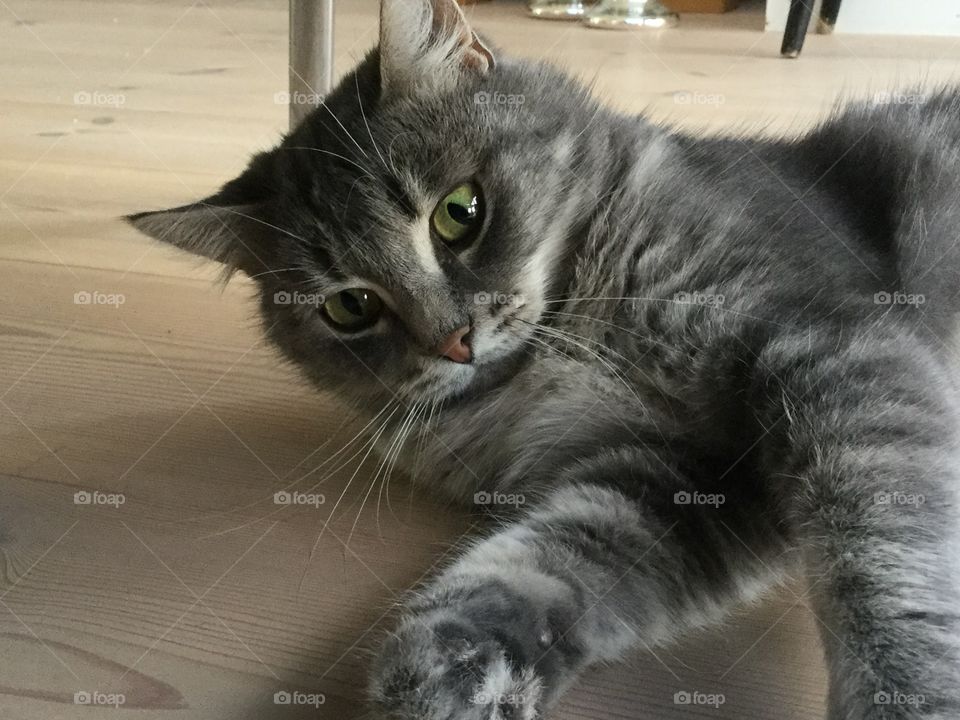 Cat looking at camera