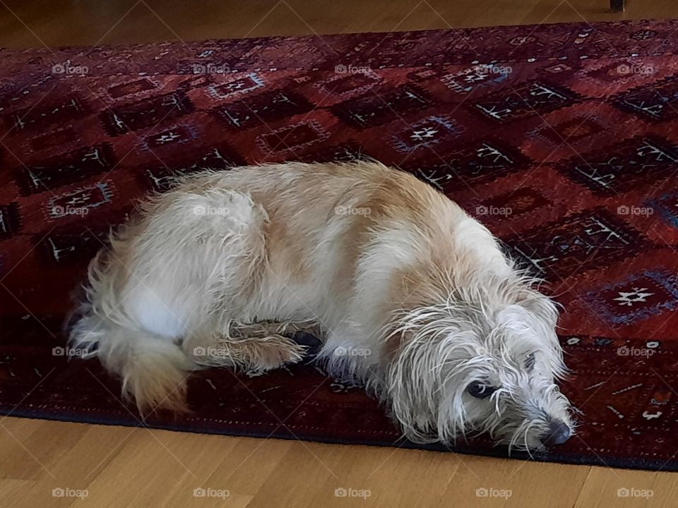 sheppard dog lying on the floor