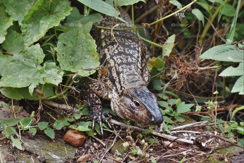 Lizard in the Brazilian jungle/Lagarto na selva Brasileia