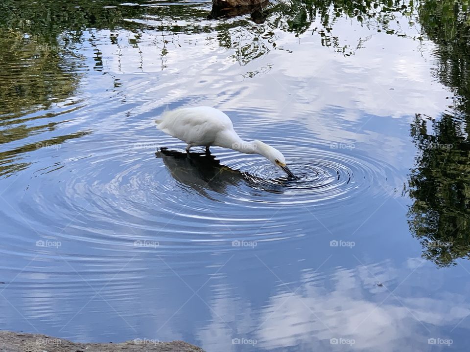 Bird in pond 