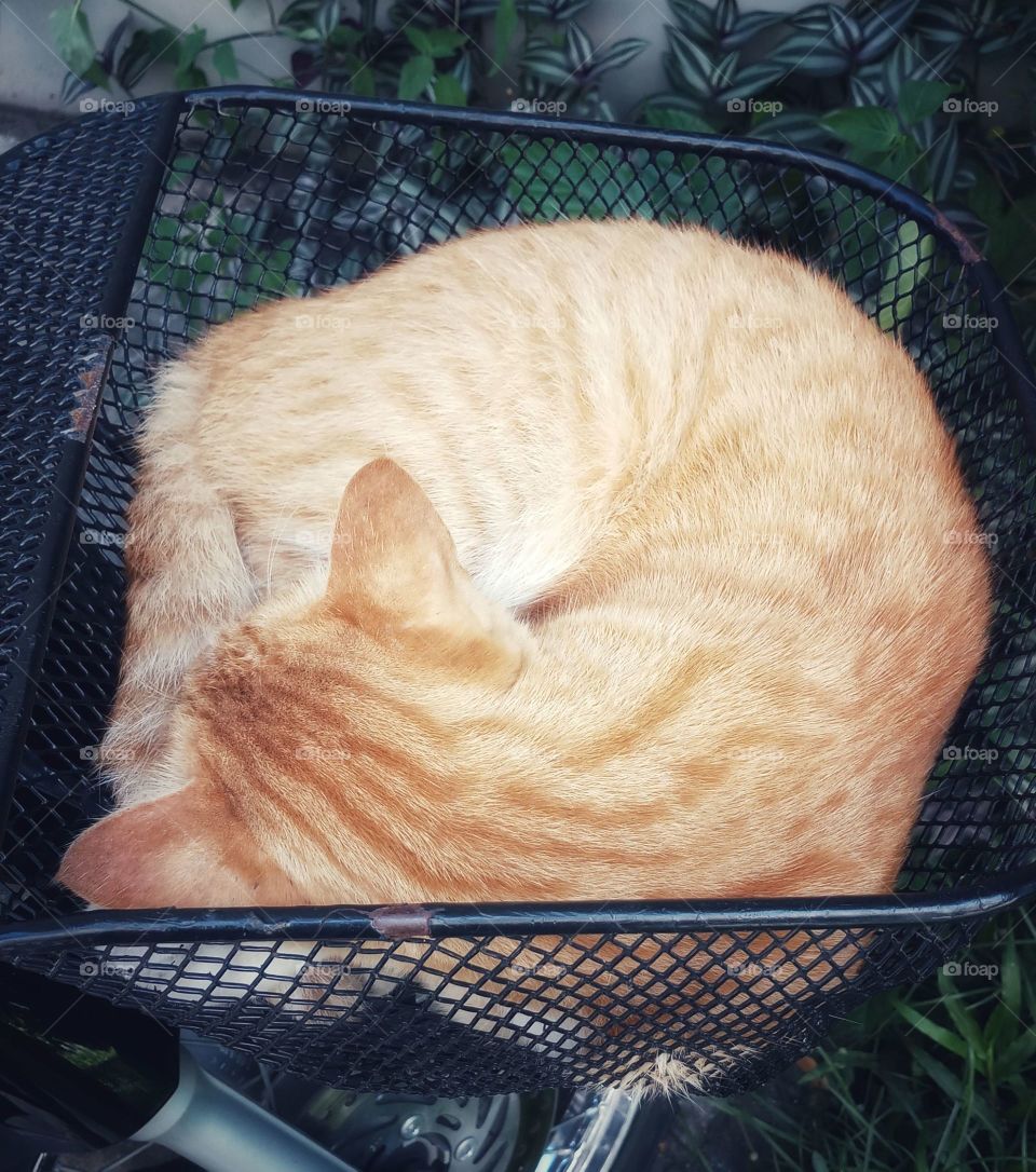 A sleeping cat on bike basket