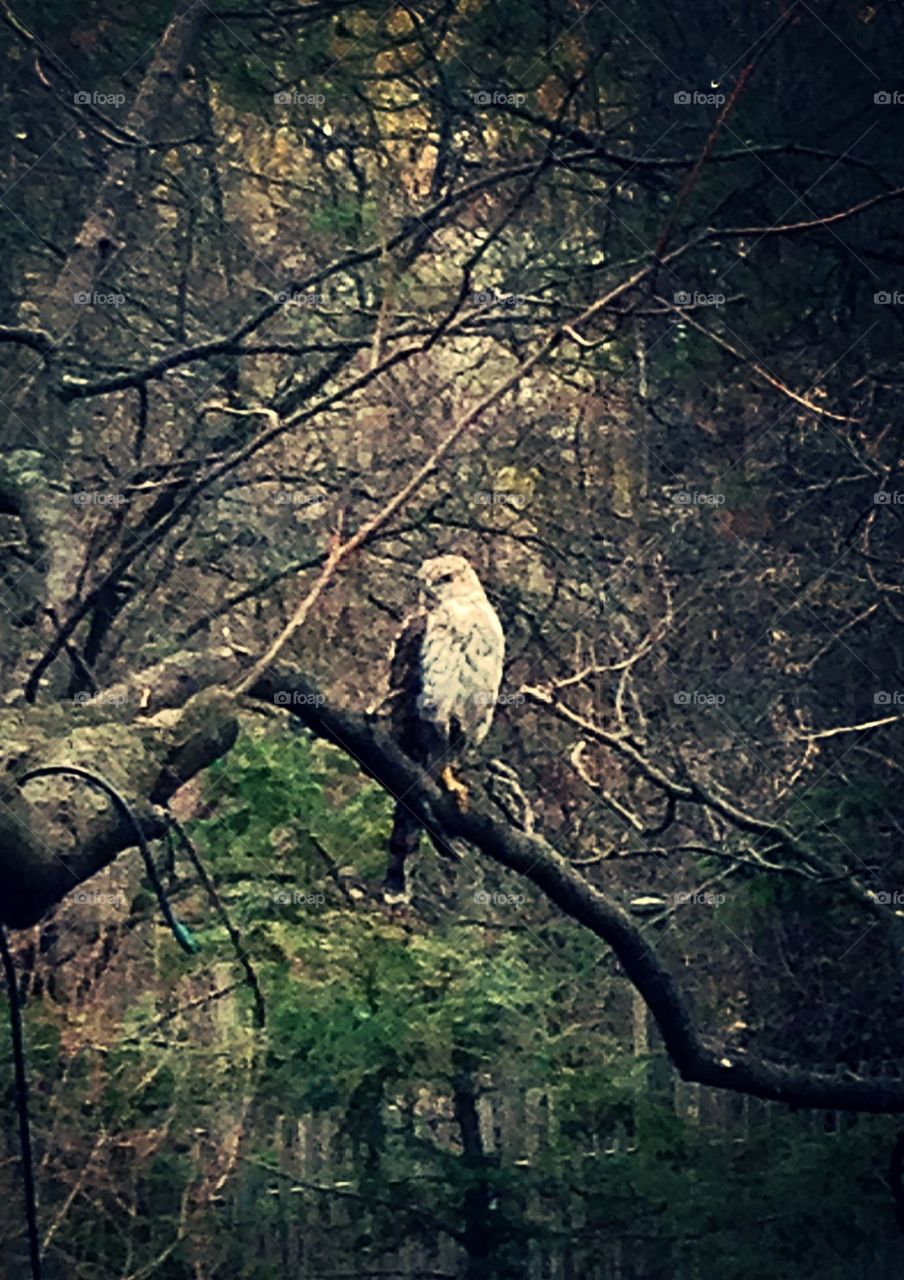 Hawk at feeder