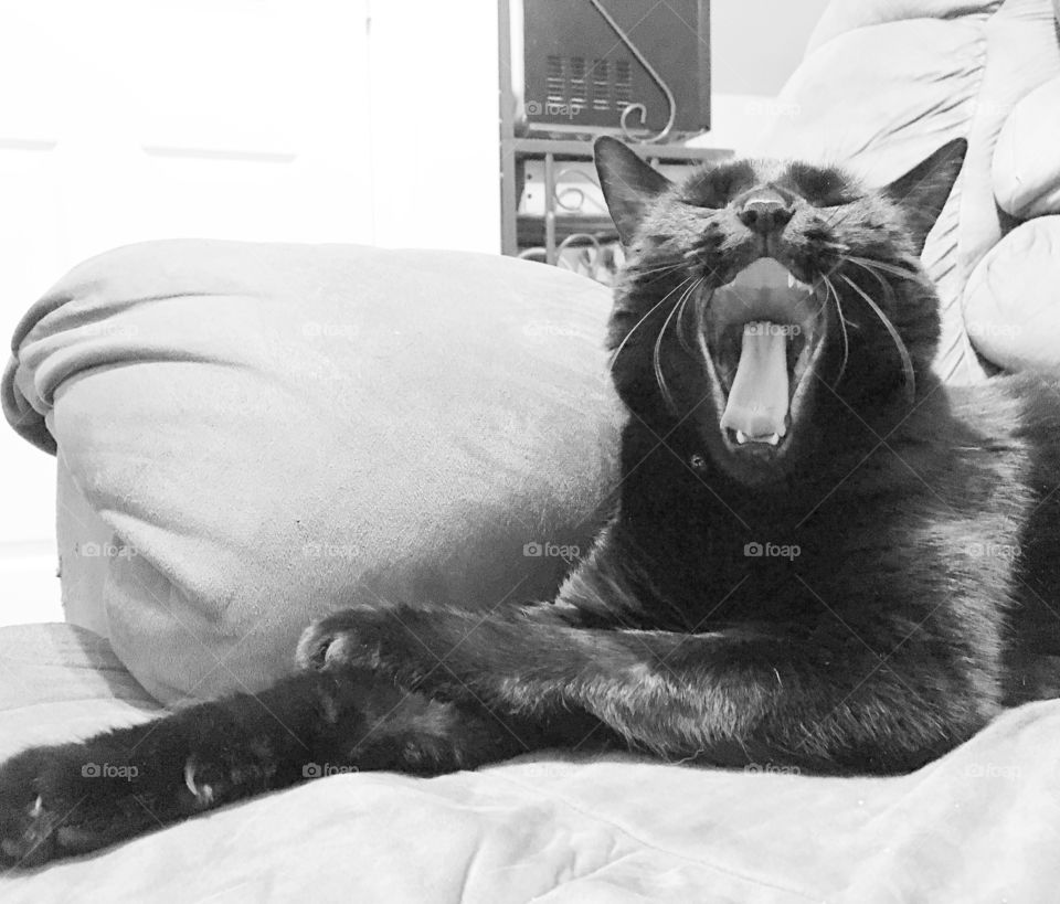 Black cat yawning