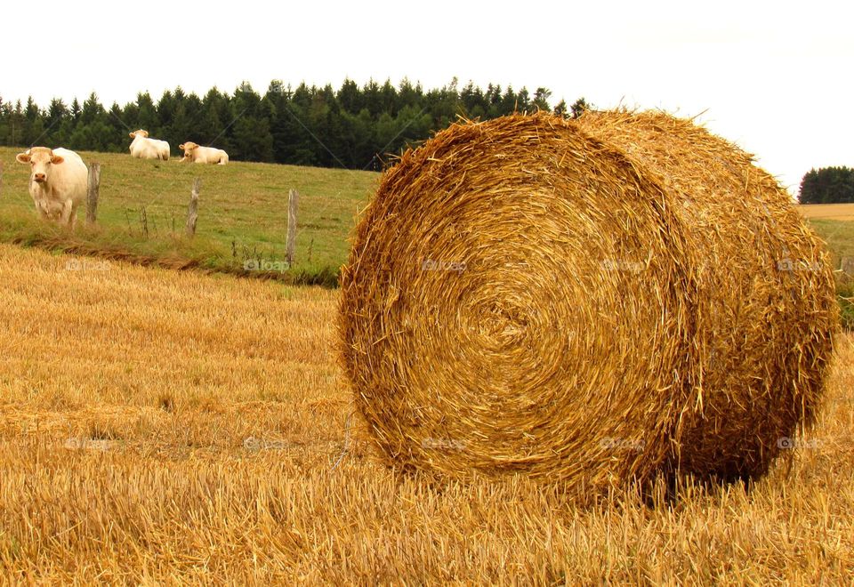 haystack