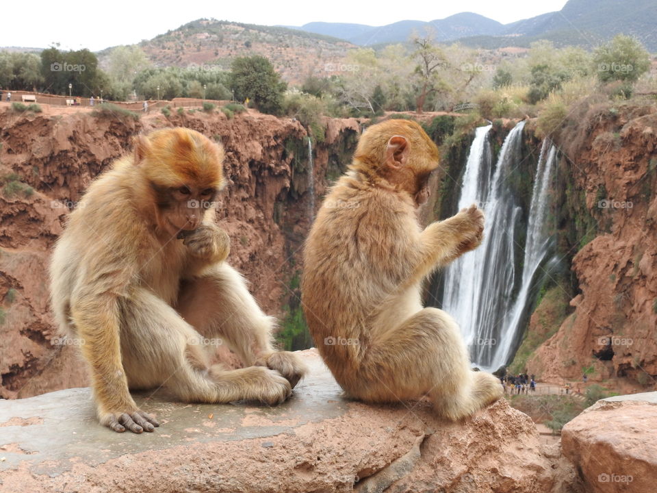 Wild monkies enjoying the view