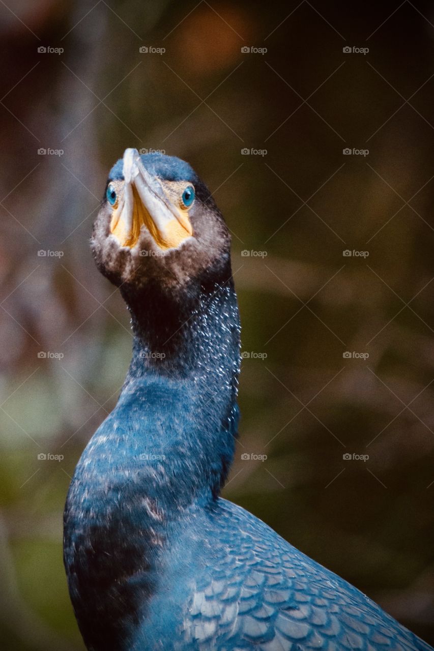 Cormorant 