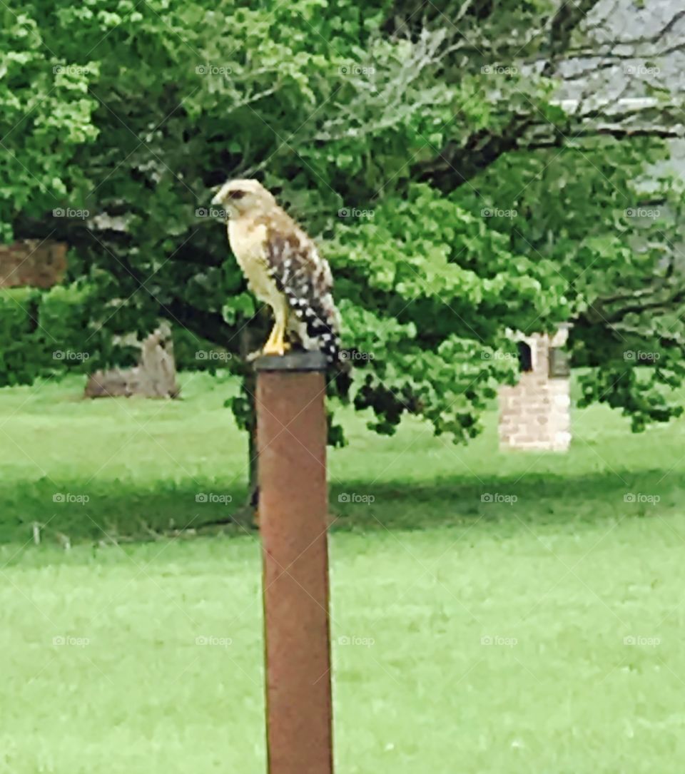 My buddy who comes when I whistle