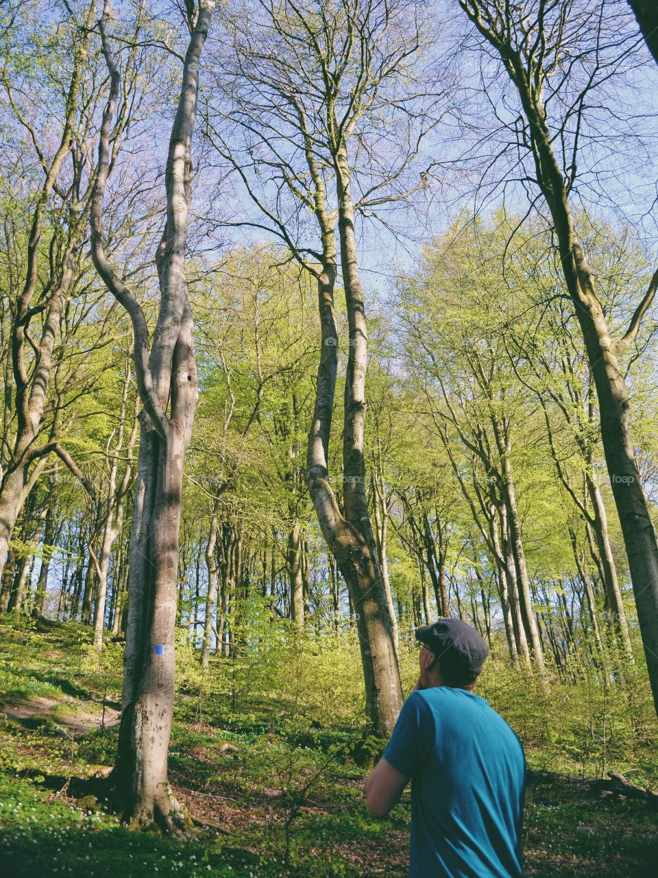 Tree, Landscape, Wood, No Person, Nature