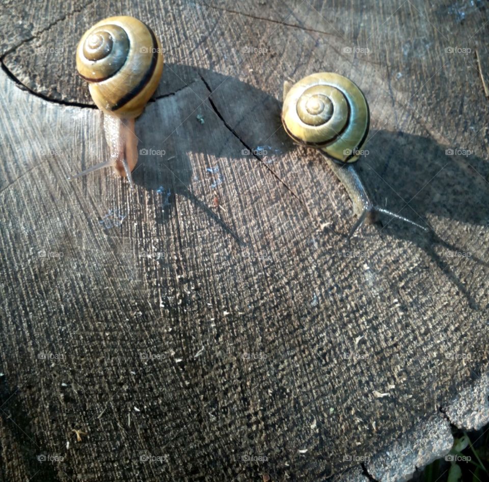 Snail, Nature, Old, Spiral, Desktop