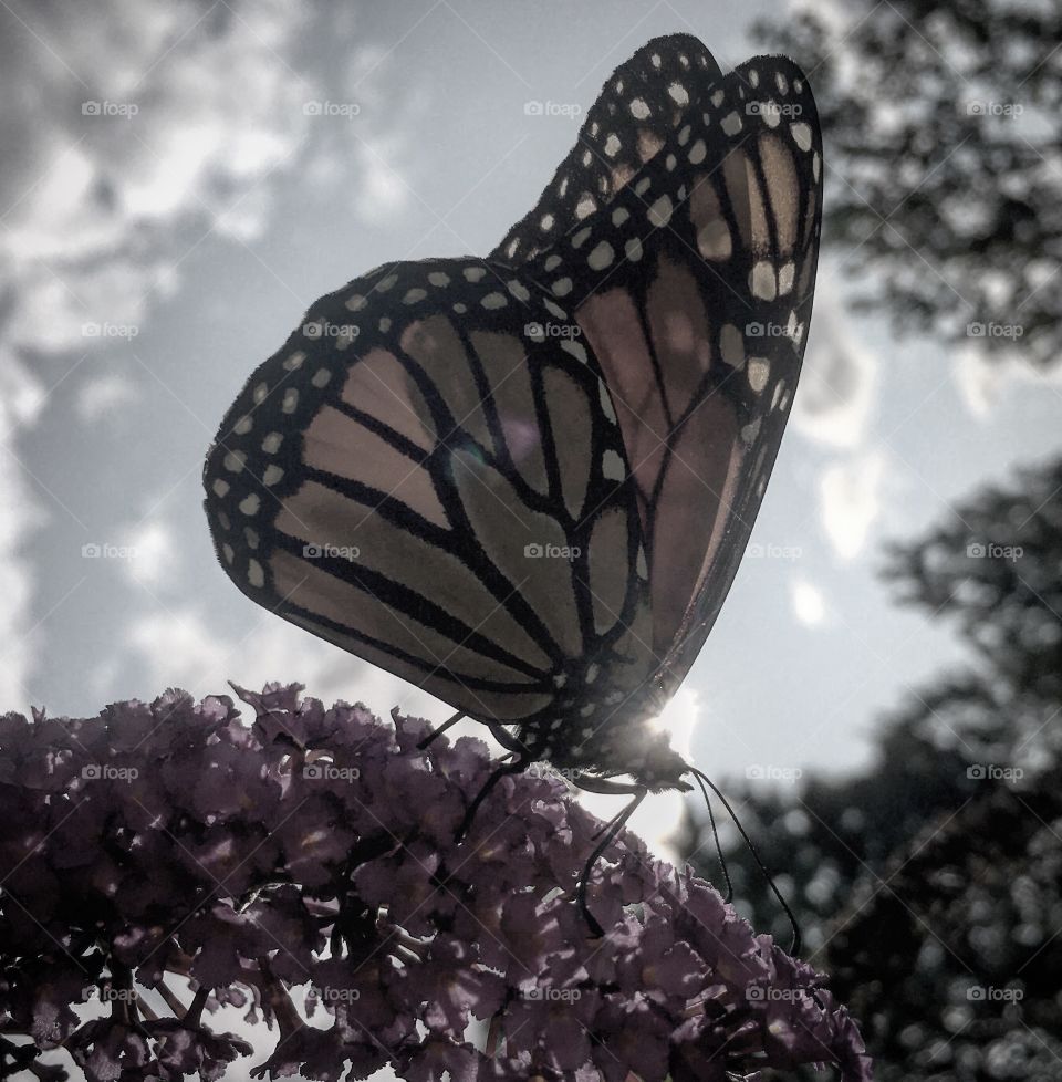 Monarch butterfly