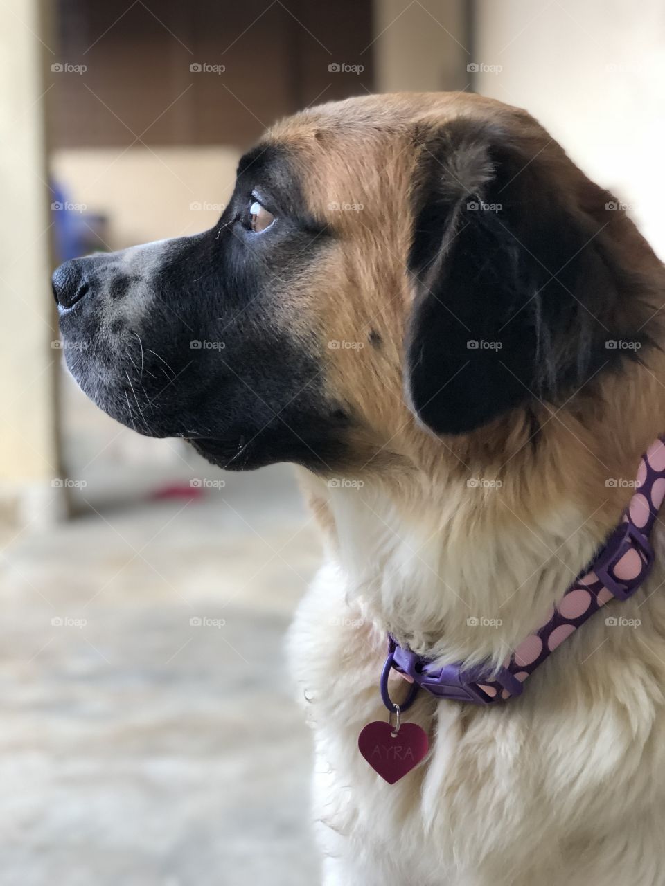 Have you seen a bird? 