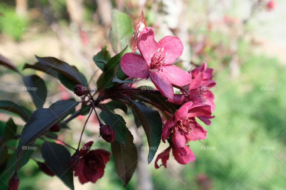 crabapple blooms