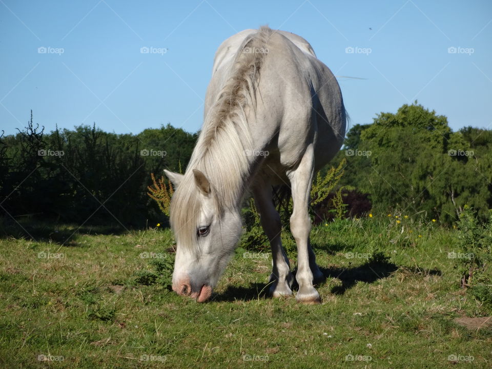 beautiful pony