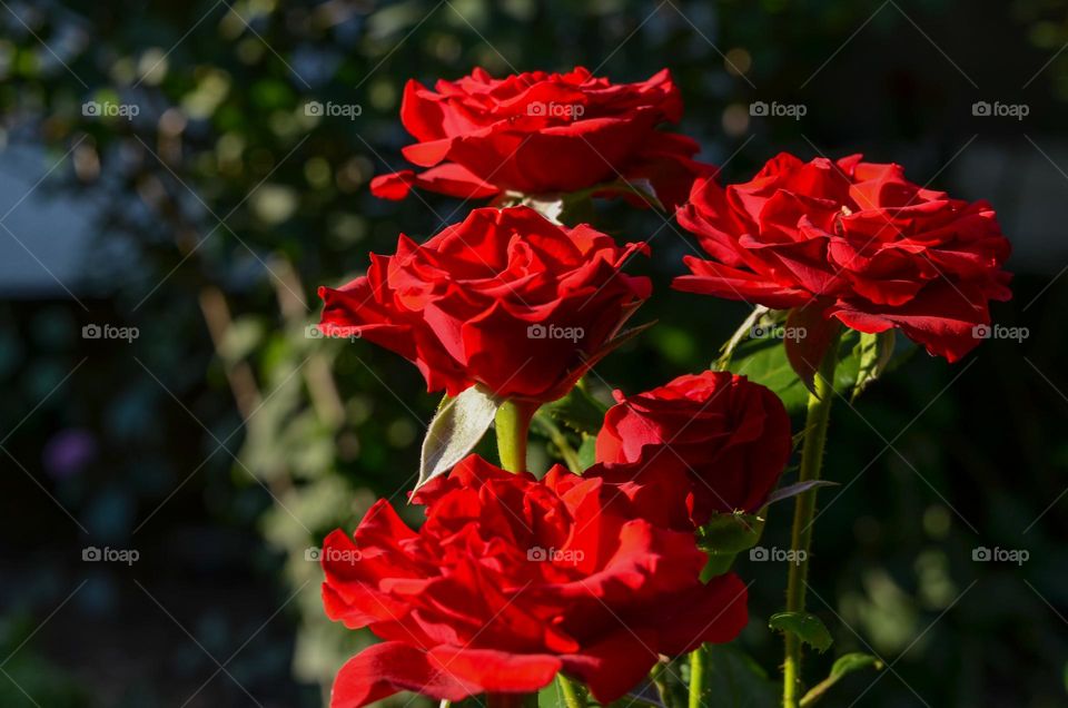 Red Roses