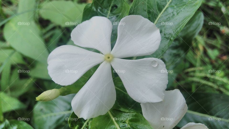 White periwinkle. More than 30 varieties of this plant exist, some with variegated foliage and other colours of blooms. The periwinkle plant takes its common name from the attractive blooms that dot the foliage in April to May, appearing in the colour of periwinkle blue.  Periwinkle is most often grown as a ground cover.