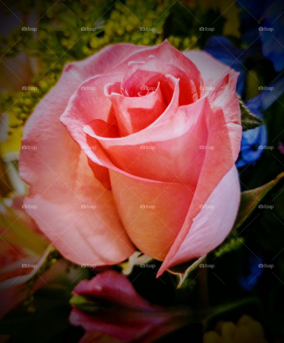 Pink rose in bloom
