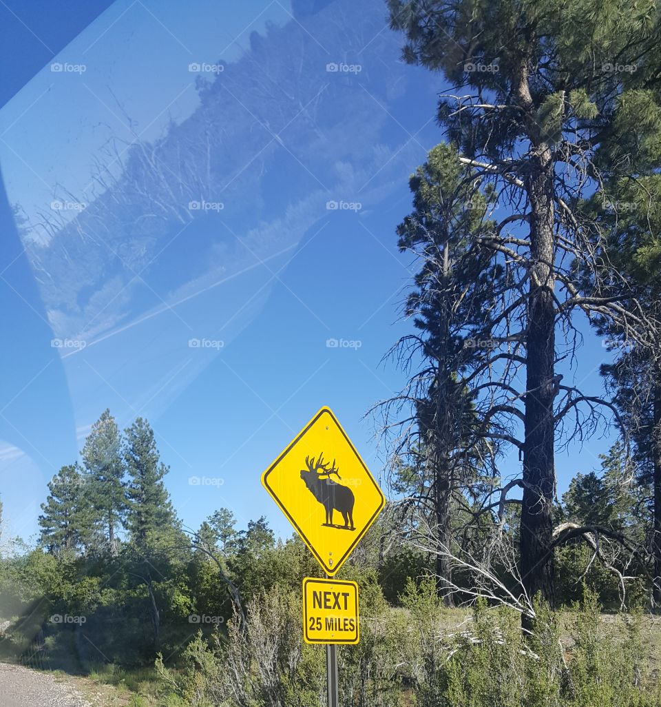 No Person, Road, Warning, Tree, Travel