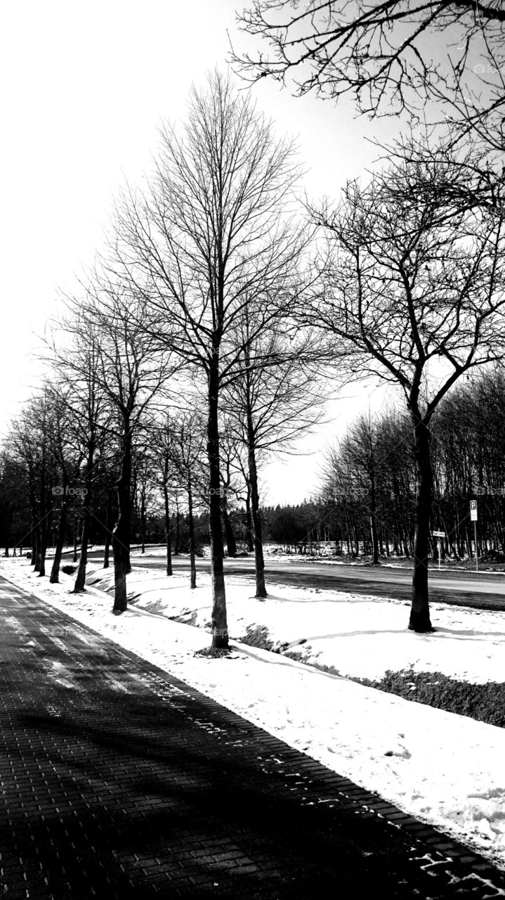 Black and white winter