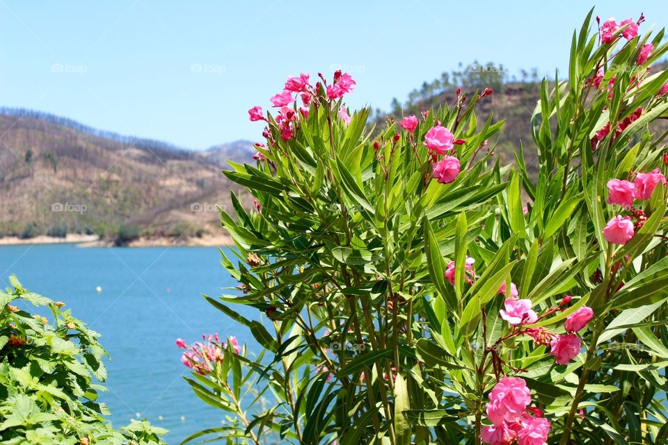 Nature, summer, spring, flowers, mountains and blue lake 