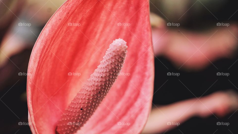 Flower in close up