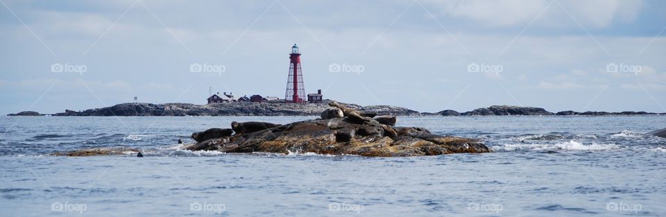 Sea lions on rocks