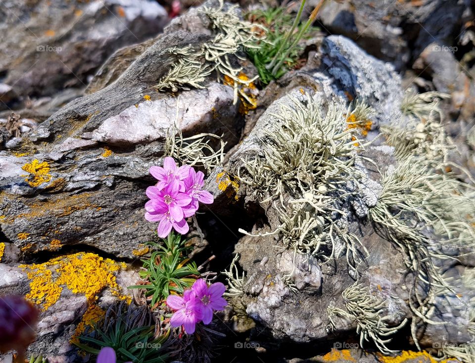 Sea Flowers