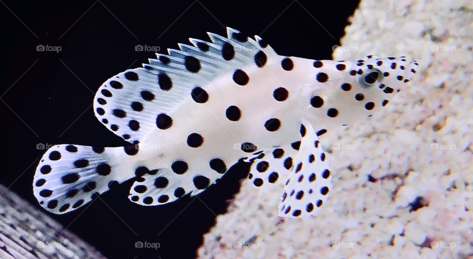 Black and white spotted fish—taken in Hammond, Indiana 