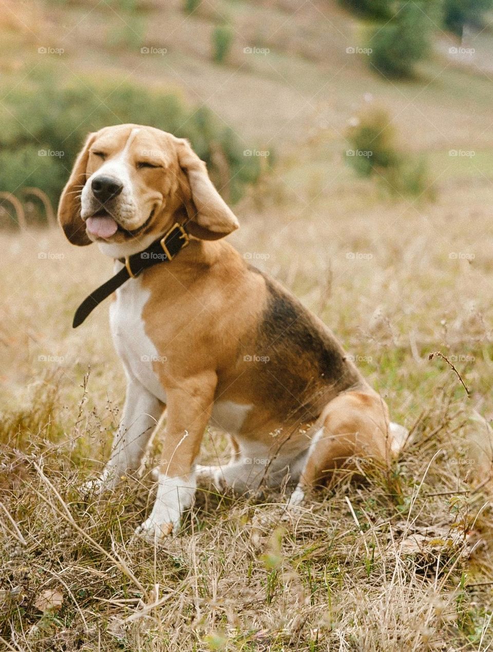 Happy beagle dog